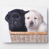 Labrador Retriever Welpen Fotoplatte (Vorderseite)