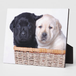 Labrador Retriever Welpen Fotoplatte