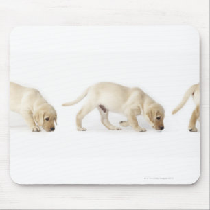 Labrador retriever-Welpen-Gehen Mousepad