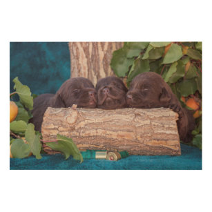 Labrador retriever-Welpen Holzdruck
