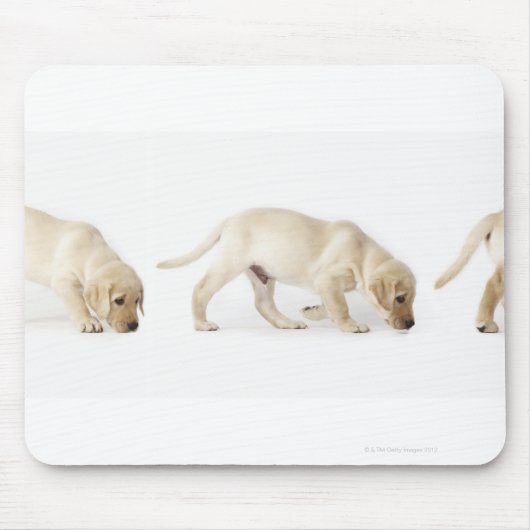 Labrador Retriever Welppy Walking Mousepad (Vorne)