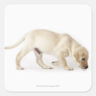 Labrador Retriever Welppy Walking Quadratischer Aufkleber