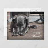 Labrador Retriever Wir haben eine neue Adresse ver Ankündigungspostkarte (Vorne/Hinten)