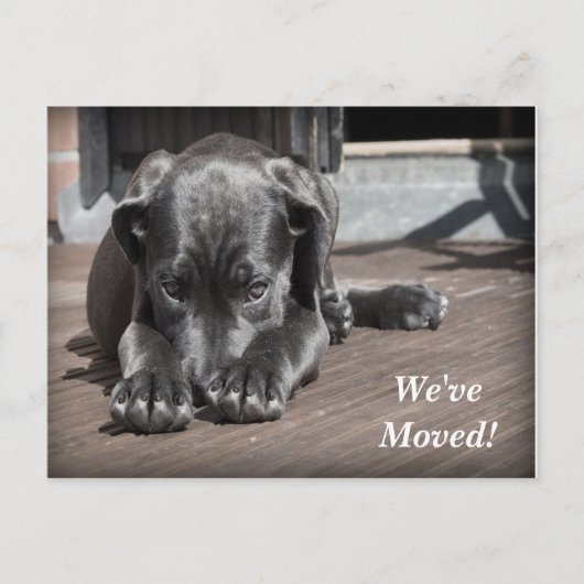 Labrador Retriever Wir haben eine neue Adresse ver Ankündigungspostkarte (Vorderseite)