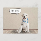 Labrador Retriever Withe Stethoscope Postkarte (Vorderseite)