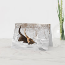 Labrador Retrievers graben in Schneefall