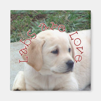 Labrador sind Liebe Magnet