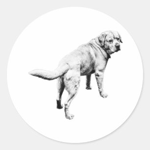 Labrador über der Schulter, Schwanz in Bewegung Runder Aufkleber