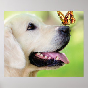Labrador und Schmetterlingswirbel Kissen Poster