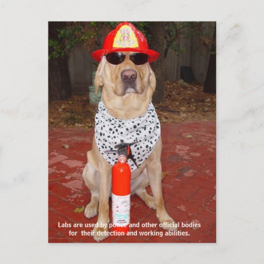 Labrador - Verwendung durch Polizei und Feuerwehr Postkarte (Vorderseite)
