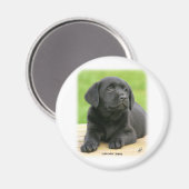 Labrador Welpe 9Y267D-109 Magnet (Vorderseite/Rückseite)
