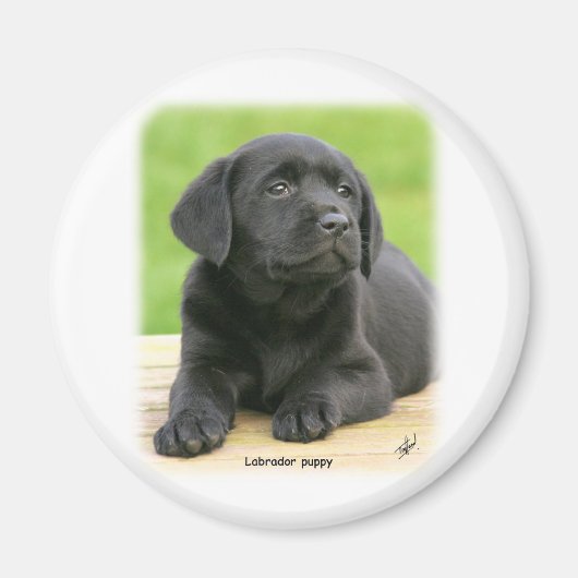 Labrador Welpe 9Y267D-109 Magnet (Vorne)