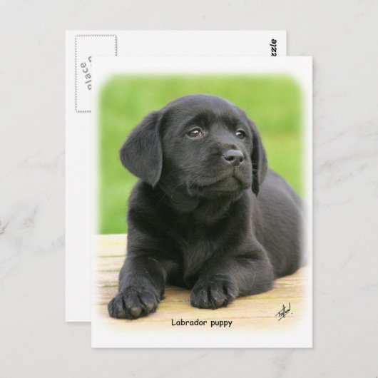 Labrador Welpe 9Y267D-109 Postkarte (Vorne/Hinten)