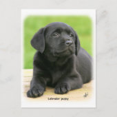 Labrador Welpe 9Y267D-109 Postkarte (Vorderseite)