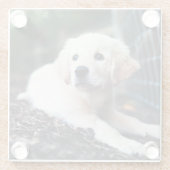 Labrador-Welpe, der im Garten spielt Glasuntersetzer (Rückseite)