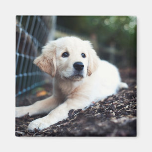 Labrador-Welpe, der im Garten spielt Magnet