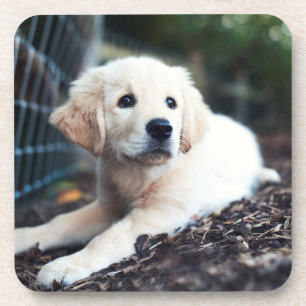 Labrador-Welpe, der im Garten spielt Untersetzer
