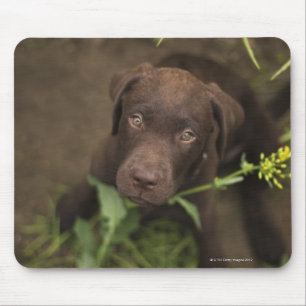 Labrador-Welpe, der im Gras sitzt Mousepad