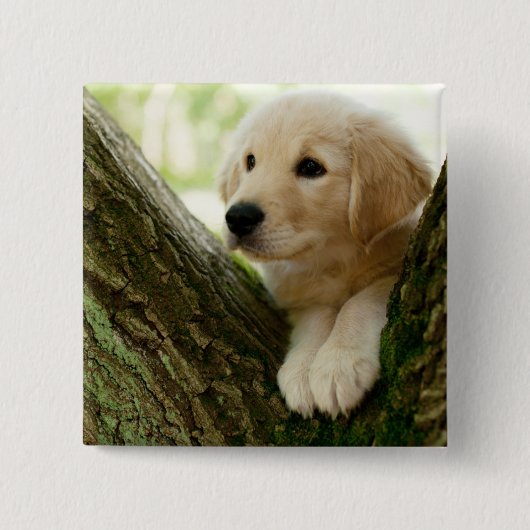 Labrador-Welpe, der in einer Waldeinstellung sitzt Button (Vorderseite)