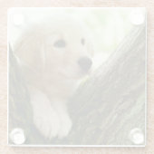 Labrador-Welpe, der in einer Waldeinstellung sitzt Glasuntersetzer (Rückseite)