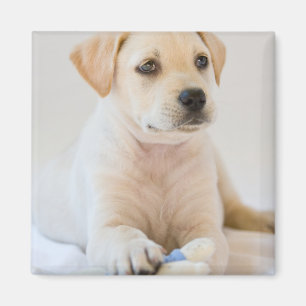 Labrador-Welpe Magnet