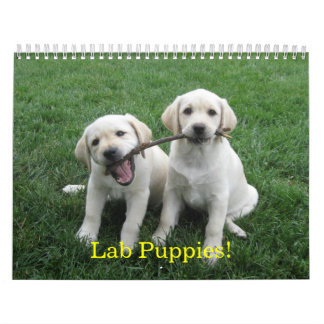 Labrador-Welpen! Kalender