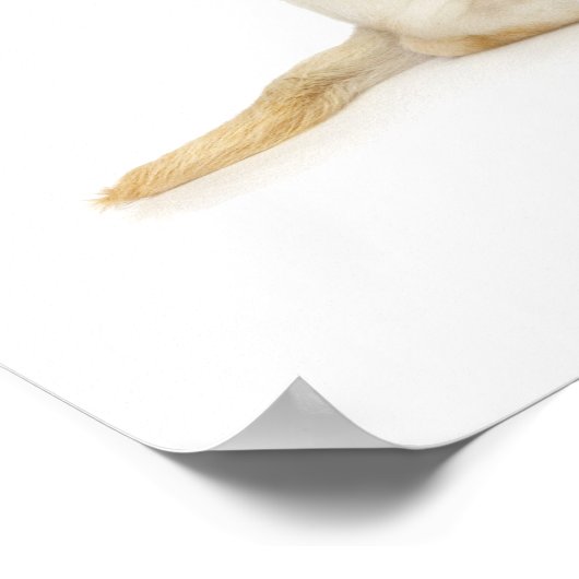 Labrador Welpenhalter Poster (Ecke)