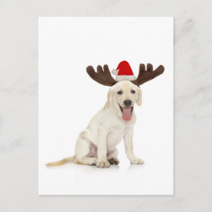 Labrador Welpenhalter Postkarte