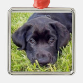 Labrador-Welpenverzierung, schwarzer Labrador Silbernes Ornament (Vorne)