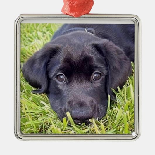 Labrador-Welpenverzierung, schwarzer Labrador Silbernes Ornament (Vorne)