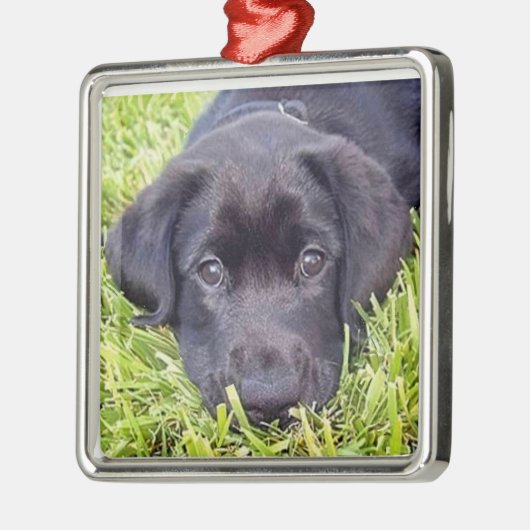 Labrador-Welpenverzierung, schwarzer Labrador Silbernes Ornament (Links)