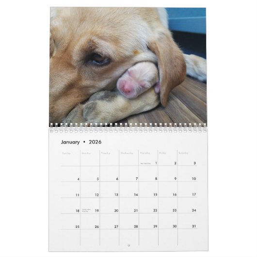 Labrador Welppies Kalender (Jan 2026)