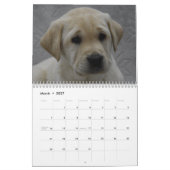 Labrador Welppies Kalender (Mär 2027)