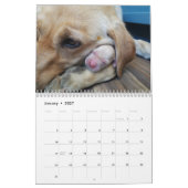 Labrador Welppies Kalender (Jan 2027)