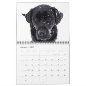 Labradorable Labrador - Schwarzer Labrador Retriev Kalender (Jan 2027)