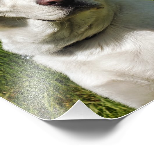LABRADORS FOTODRUCK (Ecke)