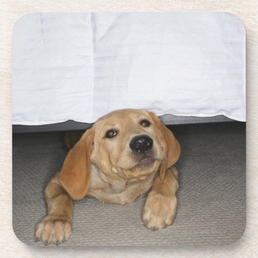 Labradorwelpe gehaftet unter Bett Untersetzer (Vorderseite)