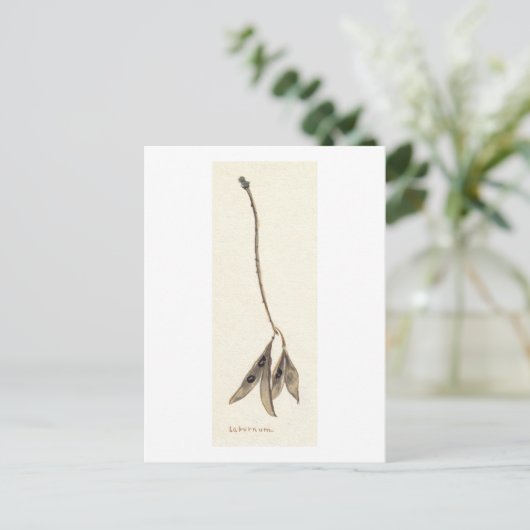 Laburnum Seeds Postkarte (Stehend Vorderseite)