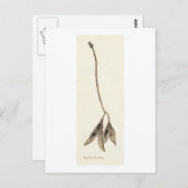 Laburnum Seeds Postkarte (Vorne/Hinten)