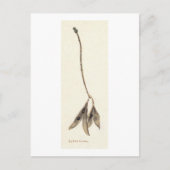 Laburnum Seeds Postkarte (Vorderseite)