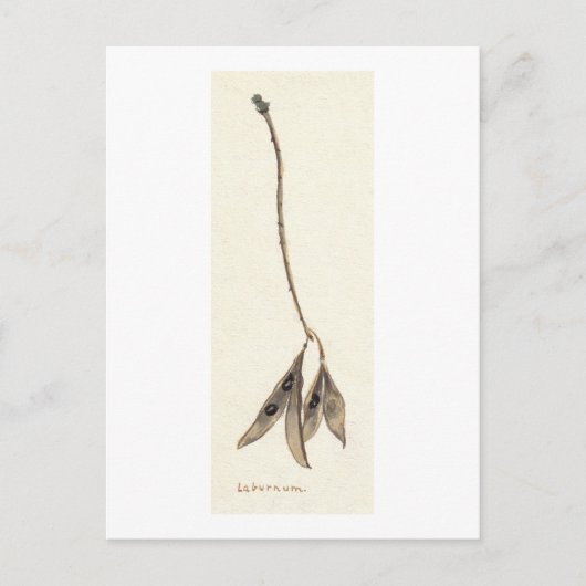 Laburnum Seeds Postkarte (Vorderseite)