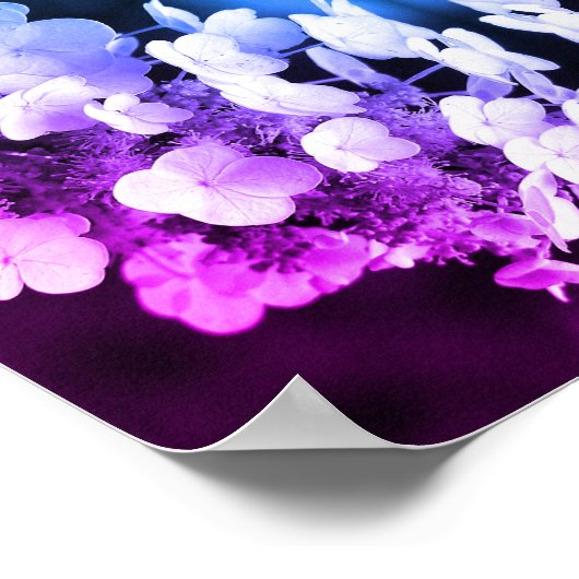 Lacecap Hydrangea Abstrakt gestrichen Poster (Ecke)