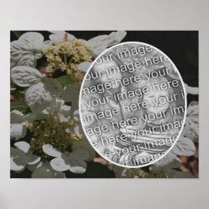 Lacecap Hydrangea Blume Erstellen Sie Ihr eigenes  Poster