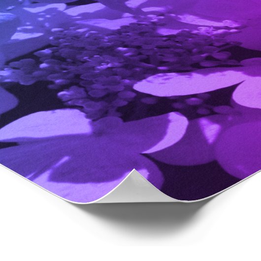Lacecap Hydrangea Blume schwarz und weiß gestriche Poster (Ecke)
