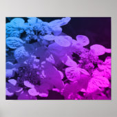 Lacecap Hydrangea Blume schwarz und weiß gestriche Poster (Vorne)