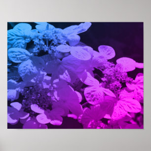 Lacecap Hydrangea Blume schwarz und weiß gestriche Poster