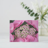 Lacecap Hydrangea Postkarte (Stehend Vorderseite)