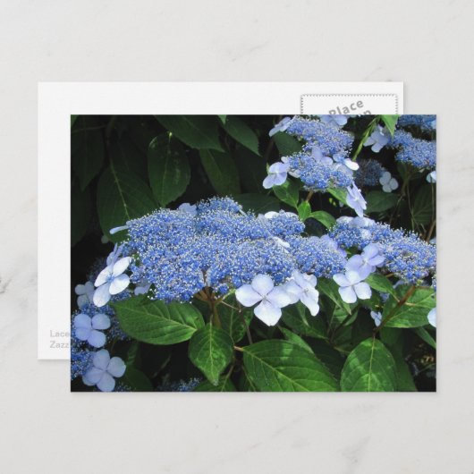 Lacecap Hydrangea ~ Postkarte (Vorne/Hinten)