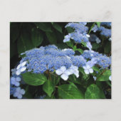 Lacecap Hydrangea ~ Postkarte (Vorderseite)