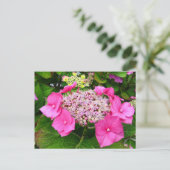 Lacecap Hydrangea Postkarte (Stehend Vorderseite)
